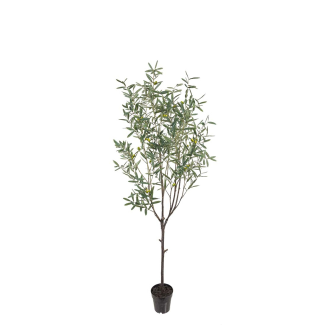 Olive Tree 200cm