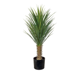Drzewko juka rostrata 100cm