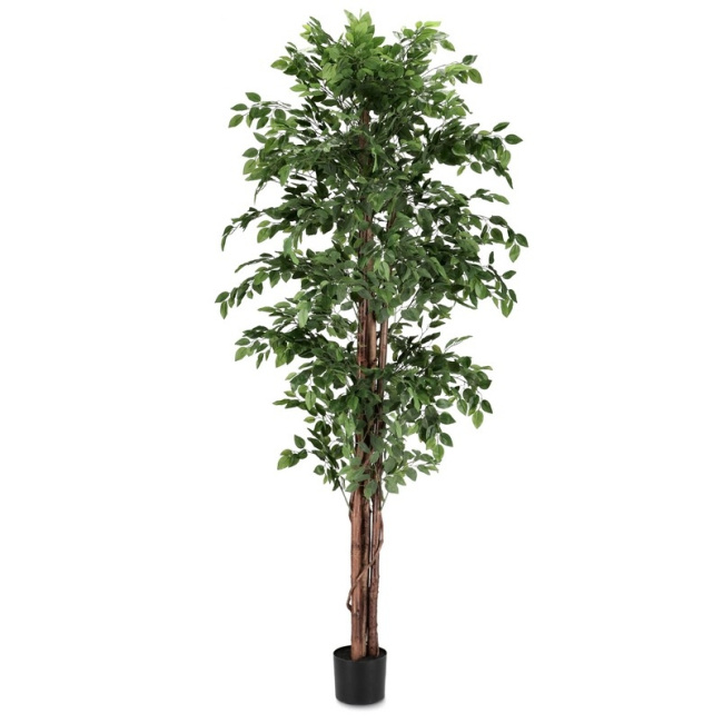 Ficus w donicy 210cm
