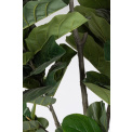 Ficus 230cm - 2