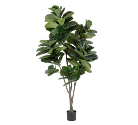 Fikus 230cm