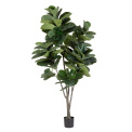 Ficus 230cm - 1