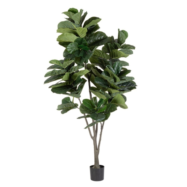 Ficus 230cm