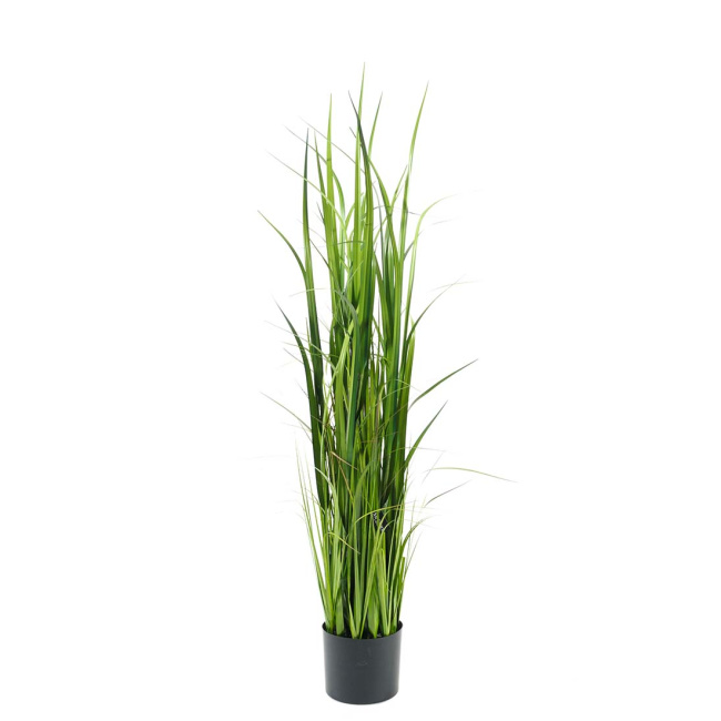 Grass in a pot 135cm