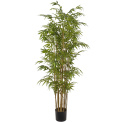 Bamboo in a pot 180cm - 1