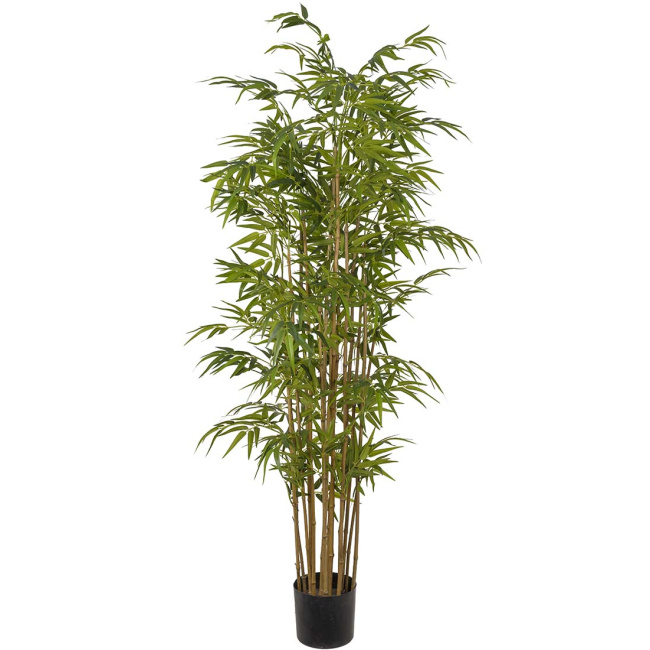 Bamboo in a pot 180cm - 1