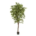 Fikus tree 200cm