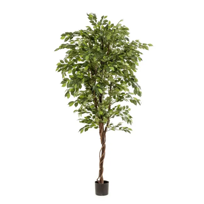 Drzewko Fikus 200cm