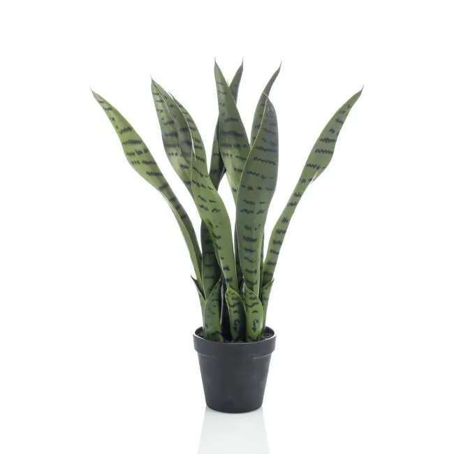 Sansevieria 50cm