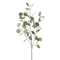 Eukaliptus 87cm - 1