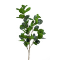 Ficus 90cm zielony - 1