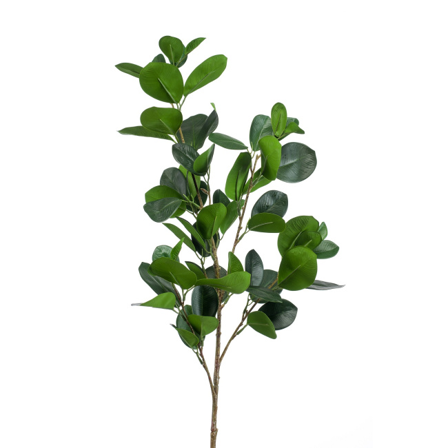 Ficus 90cm zielony