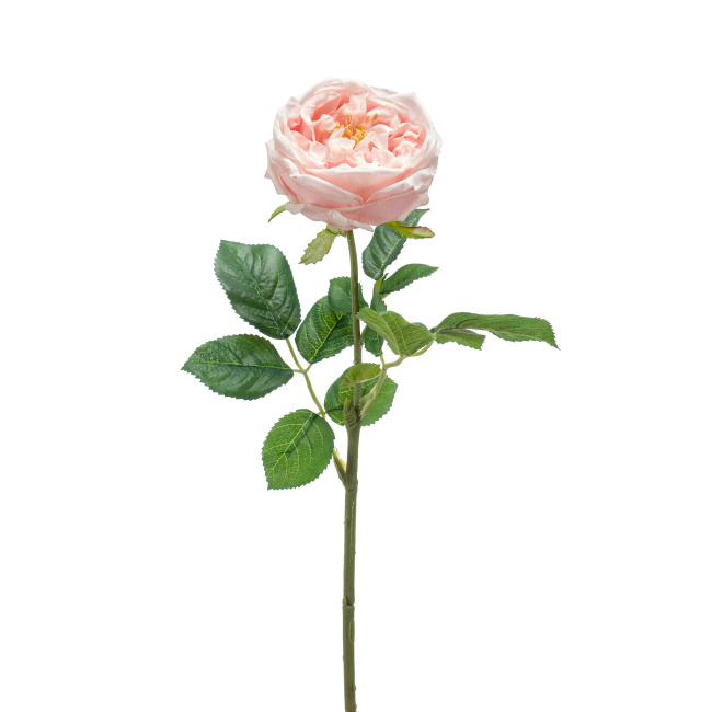 Róża 60cm brzoskwiniowa