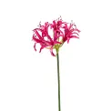 Nerine 75cm - 1