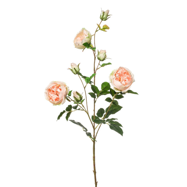 Róża 90cm brzoskwiniowa