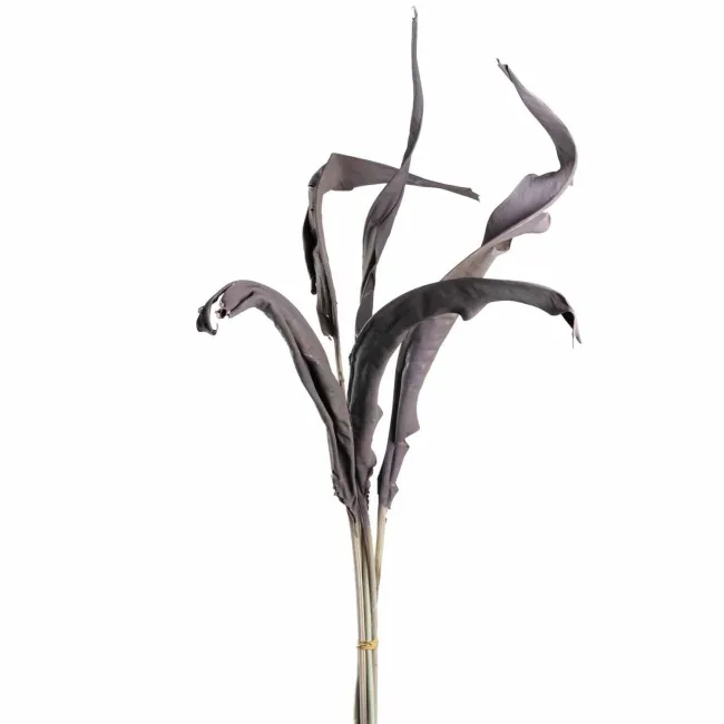 Komplet 5 liści Sterlicja 80cm taupe