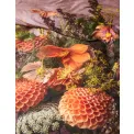 bedding Phaea 135x200cm with pillowcase 80x80cm old rose - 2