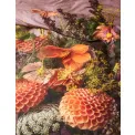 Pościel Phaea 200x220cm z 2 poszewkami na poduszki 60x70cm brudny różowy - 2