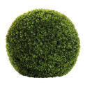 Ball Boxwood 32cm - 1