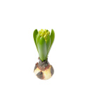 Hyacinth Flower 15cm - 1