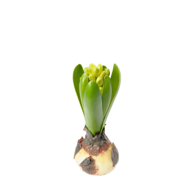 Hyacinth Flower 15cm