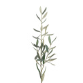 Olive Branch 50cm - 1