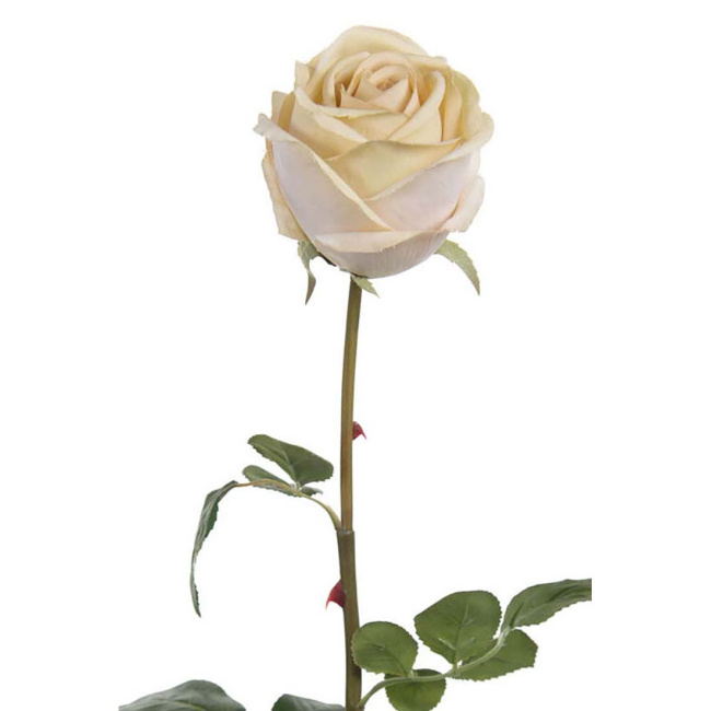 Rose Stem 75cm Cream