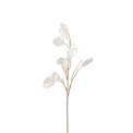 Lunaria Stem 55cm White - 1