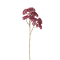 Common Yarrow Stem 50cm Burgundy - 1