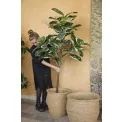 Ficus Elastica Tree 150cm - 4