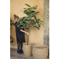 Ficus Elastica Tree 150cm - 3