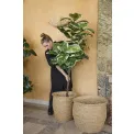Ficus Elastica Tree 150cm - 5