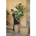 Ficus Elastica Tree 150cm - 2