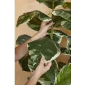 Ficus Elastica Tree 150cm - 3