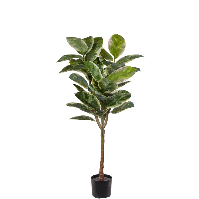 Ficus Elastica Tree 150cm - 1