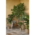Ficus Elastica Tree 150cm - 2