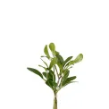 Mistletoe Bouquet 18x15cm - 1