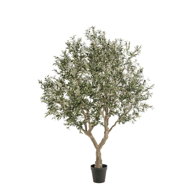 Olive Tree 250cm