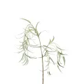 Willow Branch with Leaves 110cm - 1