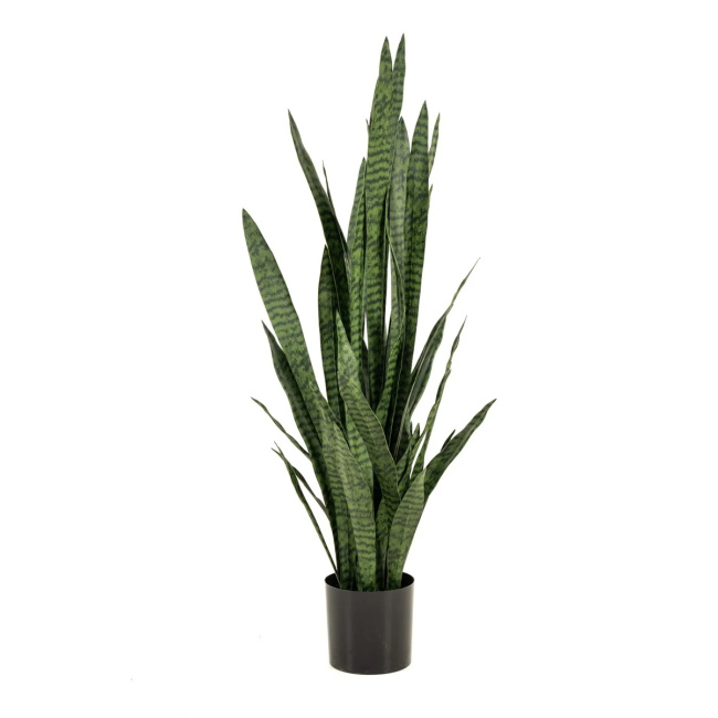 Sansevieria Flower in a Pot 140cm