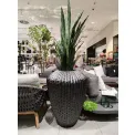 Kwiat Sanseviera w doniczce 140cm - 2