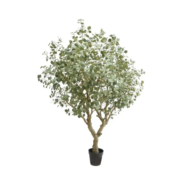 Eucalyptus Tree 240cm - 1