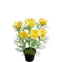 Azalea in Pot 40cm Yellow - 1