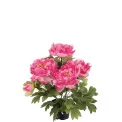 Peony in Pot 35cm Pink - 1