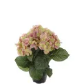 Hydrangea in Pot 30cm Pink - 1