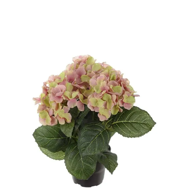 Hydrangea in Pot 30cm Pink - 1