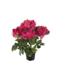 Piwonia w doniczce 35cm czerwona - 1
