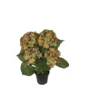 Potted Hydrangea 37cm Green - 1