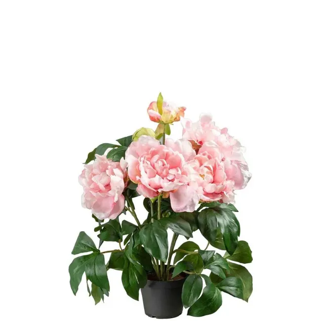 Piwonia w doniczce 40cm różowa - 1