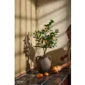 Drzewko cytrusowe w donicy 70cm - 3